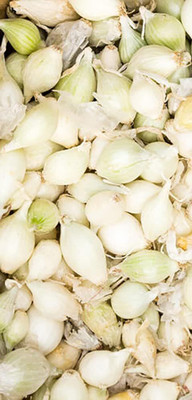 KNESSiN Heat Tolerant White Onion Seeds For Planting-(300 Seeds) Seed(300 per packet)