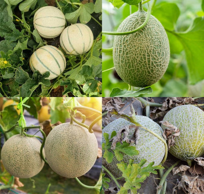 ibains Musk melon seeds for planting beej 20 Seed(20 per packet)