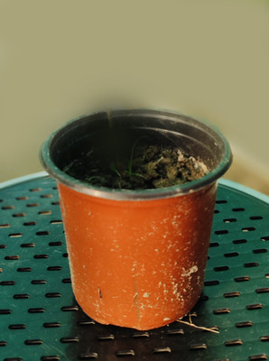 sakulent sakulant Seed(50 per packet)