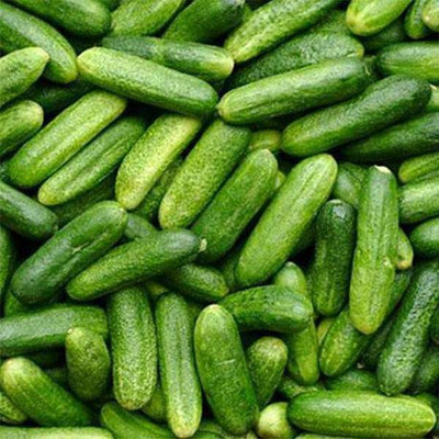 Infintegreen CUCUMBER Seed(100 per packet)