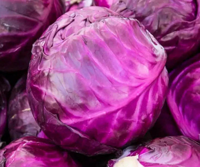 WILLVINE GOI -XI Purple Cabbage Seeds for Planting [2.5g] Seed(750 per packet)