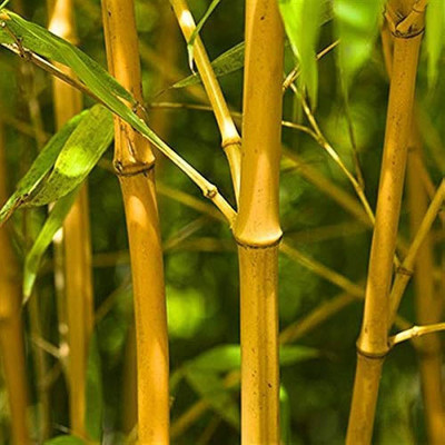 BDSresolve golden bamboo seeds /bamboo seeds 83 Seed(83 per packet)