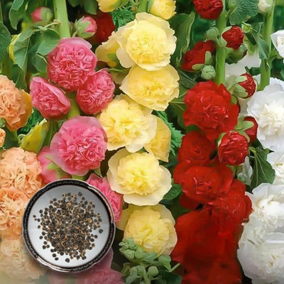 Lorvox Hollyhock Mixed Color Seed(30 per packet)