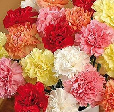 Lorvox Carnation - Giant Double Chabaud Mix Seed(110 per packet)