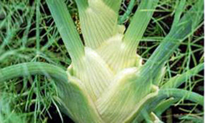 VibeX LX-81 - Fennel - (750 Seeds) Seed(750 per packet)