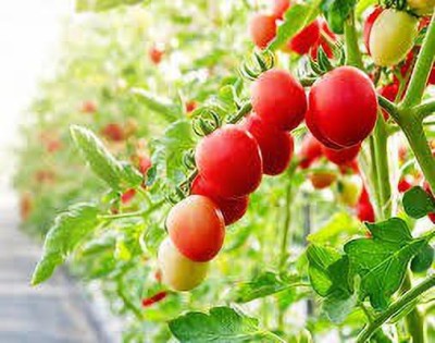 Oliver tomato seed Seed(58 per packet)