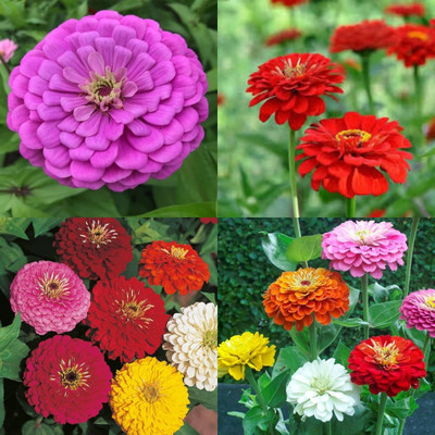 ibains zinnia seeds for gardening 26 Seed(26 per packet)