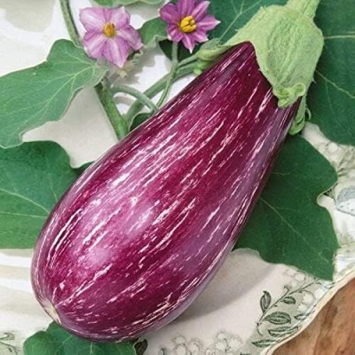 Qualtivate ICRA-7A Brinjal Aubergin Striped Thai Seed(300 per packet)