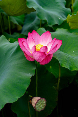 Greenry lotus,kamal seeds Seed(13 per packet)