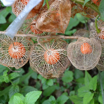 CYBEXIS Cape Gooseyberry Husk Tomato Seeds2000 Seeds Seed(2000 per packet)