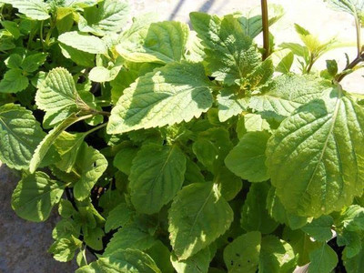 VibeX NBIR-76 - Vietnamese Lemon Balm - (2250 Seeds) Seed(2250 per packet)
