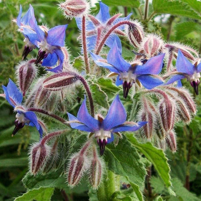 CYBEXIS XL-97 - Blue Borage(Borago officinalis) - (1350 Seeds) Seed(1350 per packet)