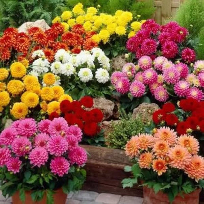 BJUBAS Hybrid dahlia seeds for plant pack of 10 Seed(10 per packet)