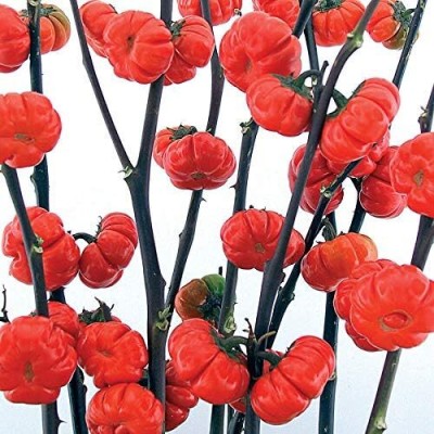 Qualtivate PUA-4A Pumpkin On A Stick Brinjal Seeds Seed(300 per packet)