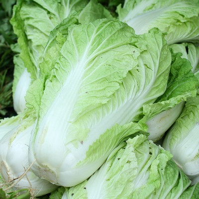 Flipkart SmartBuy Chinese Cabbage Seed(30 per packet)