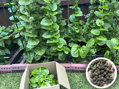 Seedsilk Store Hybrid Giant Malabar Spinach Seeds Poi Ka Saag Basella Alba Round Leaf Vining Seed(50 per packet)