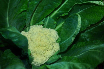 Ultrawise white cauliflower,gobhee seeds Seed(30 per packet)