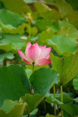 Shrikv Crafts lotus,kamal seeds Seed(10 per packet)