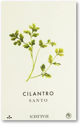 VibeX ATS-50 - Coriander Slow Bolting - (750 Seeds) Seed(750 per packet)