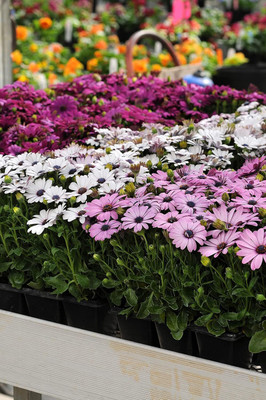 Aywal Osteospermum White Color Flower Seed(60 per packet)
