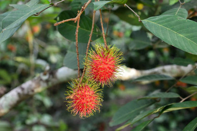 MAA LITCHI,LICHEE,LYCHEE Seed(10 per packet)