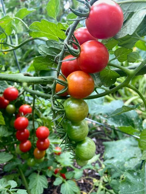 Tindaa tomato Seed(110 per packet)