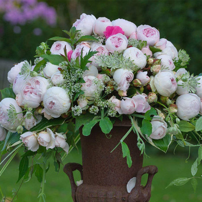 CYBEXIS NDIR-17 - Pink Climbing Rose - (300 Seeds) Seed(300 per packet)