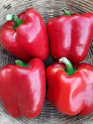 Aywal F1 Hybrid Red Color Shimla Mirch Vegetable Seed(80 per packet)