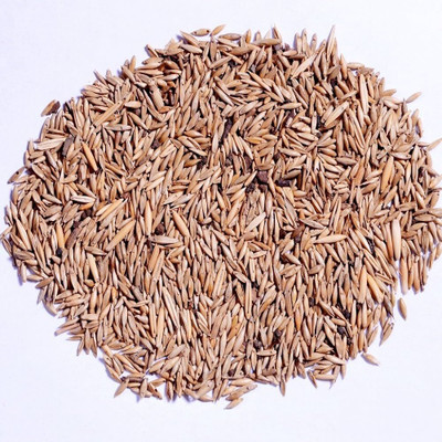 BDSresolve Bamboo seeds PACK OF 39 Seed(39 per packet)