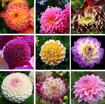 CYBEXIS Mixed Color Dahlia Seeds Rare White Red Dahlia Charming Flower Seed(1 g)