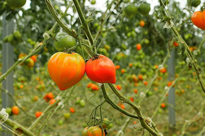 BMSSSLS tomato Seed(95 per packet)