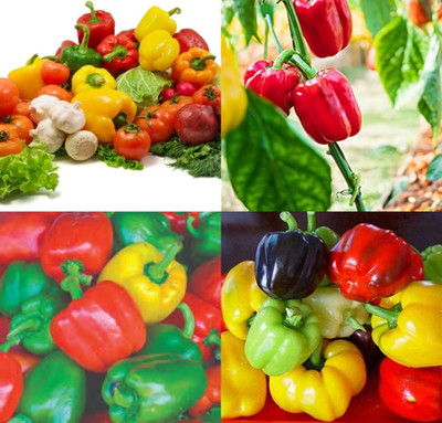ibains Shimla mirch hybrid seeds shimla mirchi beez 53 Seed(53 per packet)