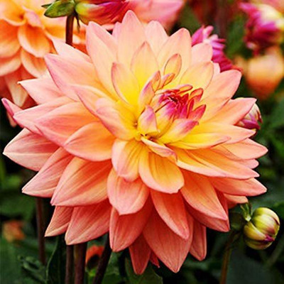 CYBEXIS LX-30 - Decorative Dahlia - (540 Seeds) Seed(540 per packet)