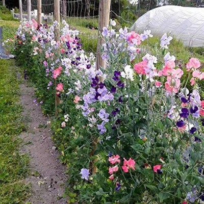 VibeX ® VLR-645 Mix Sweet Pea Flowers Seeds Seed(50 per packet)