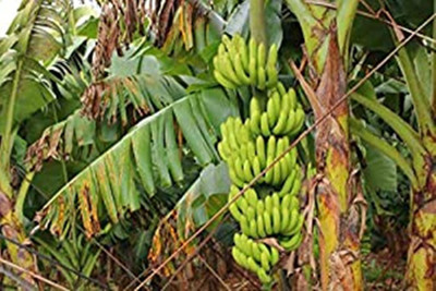 Kapebonavista Kapebonavista Rare G 9 Banana Live Healthy Banana Plant Seed(1 per packet)