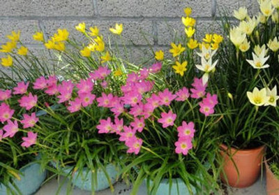 greenearthfarm Rain Lily Mix Flower Bulbs (Pack of 6) Seed(6 per packet)