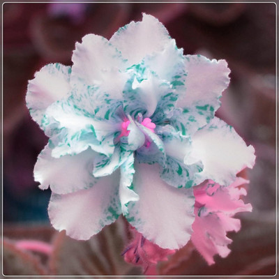 Qualtivate ATS-564 Desert Rose Impala Lily Seed(30 per packet)
