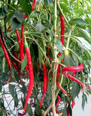 KANAYA Chilli Mirchi Seed(675 per packet)