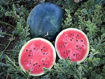 Aywal Best Quality Juicy Hybrid F1 Watermelon Water Melon, Tarbuj, Tormuj Seed(1000 per packet)