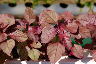 BSARKAR Red spinach | lal sakh vegetable seed Seed(50 per packet)