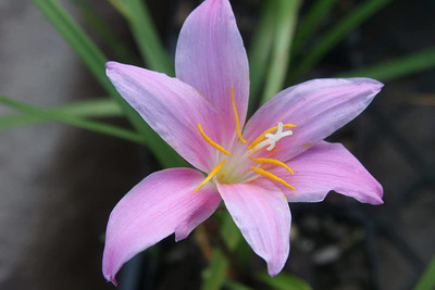 CYBEXIS VXI-70 - Zephyranthes Pink Rain Lily - (60 Seeds) Seed(60 per packet)