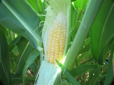 Qualtivate HUA-9A Giant Peruvian Yellow Corn Seed(400 per packet)