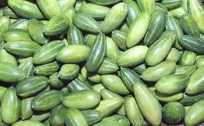 BDSresolve parwal potol seeds pack of 12 Seed(12 per packet)