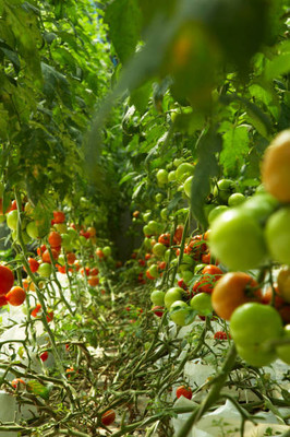 JAGREX tomato Seed(90 per packet)