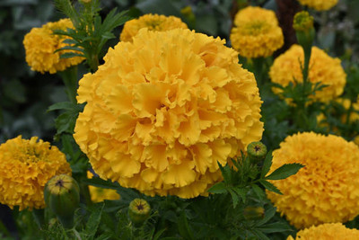 Just Jaivik marigold/gende ka phool flower seeds Seed(50 per packet)