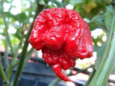 KNESSiN Carolina Reaper Chilli Seed(200 per packet)