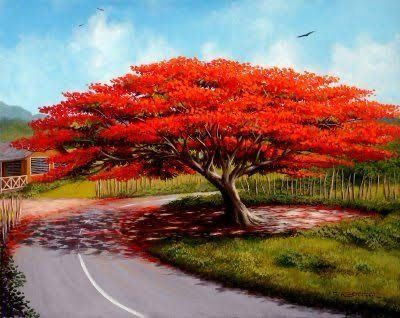 Garden Basket Hubb Gulmohar Seeds/Ornamental tree seed/Avenue Tree seed/Delonix regia seed Seed(500 per packet)
