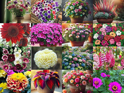 Aywal 16 Variety Of Flower Seeds Combo Pack Seed(20 per packet)