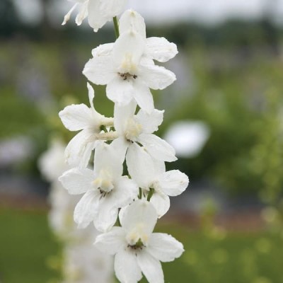 XOLDA Exotic larkspur Seed(15 per packet)