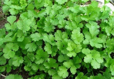 LPT HARA DHANIYA Seed(500 per packet)